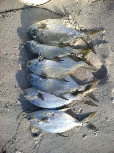 my-first-beach-caught-limit-of-pompano-for-this-year-these-fish-are-destin-for-pompano-ceviche 6983518433 o